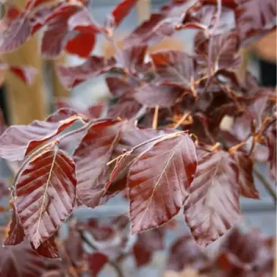 Бук лесной АТРОПУНИЦЕА в Калинковичах