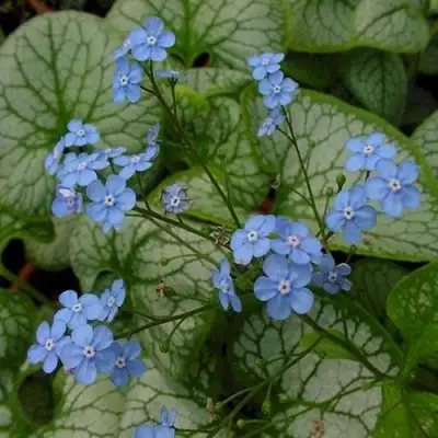 Бруннера ДЖЭК ФРОСТ в Калинковичах