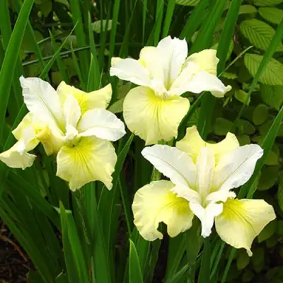 Ирис ЙЕЛЛОУ ТЕЙЛ сибирский в Калинковичах
