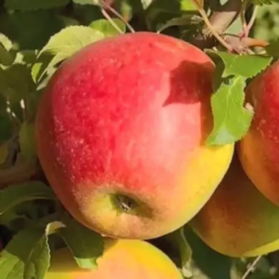 Яблоня САКАВИТА в Калинковичах