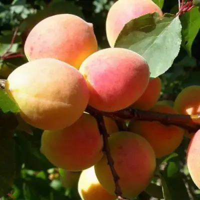 Абрикос СЮРПРИЗ в Калинковичах