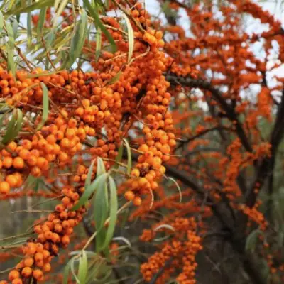 Облепиха СЕРАФИМА в Калинковичах
