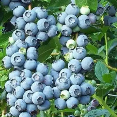 Голубика НОРТЛАНД в Калинковичах