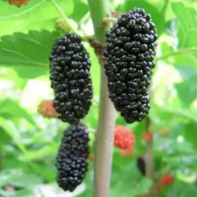 Шелковица ГАЛИЦИЯ в Калинковичах