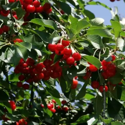 Вишня БРУСНИЦЫНА степная в Калинковичах