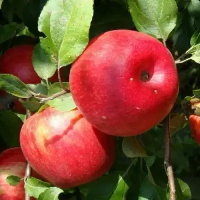 Яблоня ВАЛЕРИЯ в Калинковичах