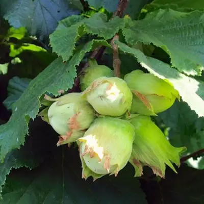 Фундук ТАМБОВСКИЙ РАННИЙ в Калинковичах