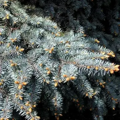 Ель НАНА сизая в Калинковичах