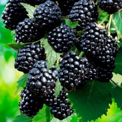 Ежевика ЛОХТЕЙ бесшипная в Калинковичах