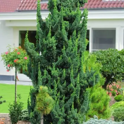 Кипарисовик ВИСЕЛЛИ лавсона в Калинковичах