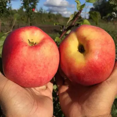 Яблоня КОВРОВОЕ стелющаяся в Калинковичах