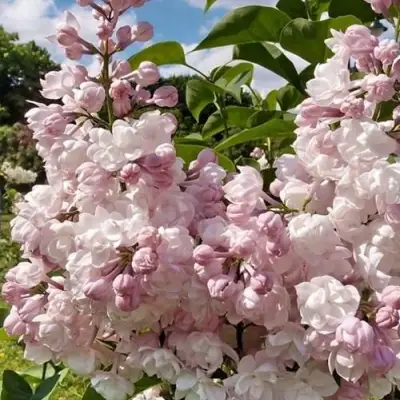 Сирень КРАСАВИЦА МОСКВЫ в Калинковичах