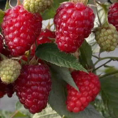 Малина ЭЛЕГАНТНАЯ в Калинковичах