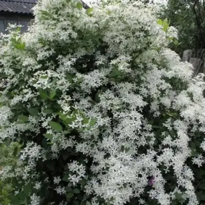 Клематис МАНЬЧЖУРСКИЙ в Калинковичах