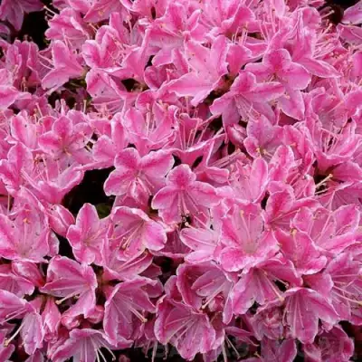 Азалия КЕРМЕСИНА РОУЗ японская в Калинковичах