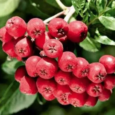 Рябина МОРАВСКАЯ сладкоплодная в Калинковичах