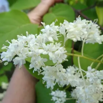 Сирень АМУРСКАЯ в Калинковичах