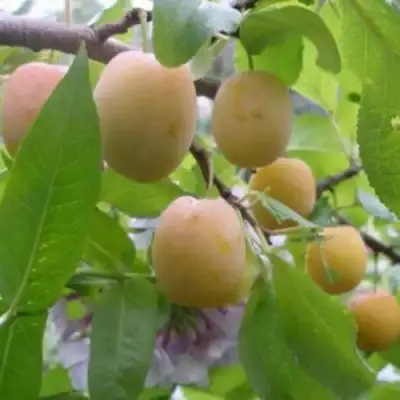 Слива УТРО в Калинковичах