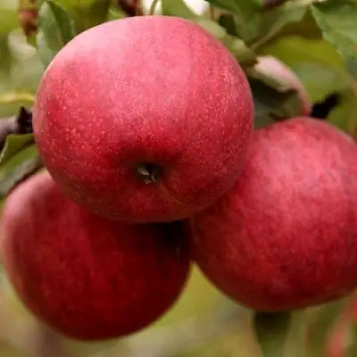 Яблоня ГАЛА ШНИГА в Калинковичах