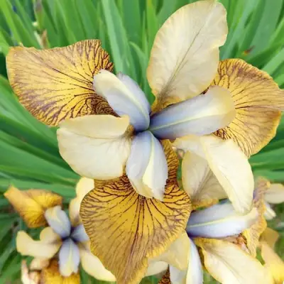 Ирис ФЛАЙИНГ ФИДДЛЗ сибирский в Калинковичах