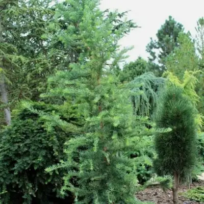 Лиственница КЕМПФЕРА в Калинковичах