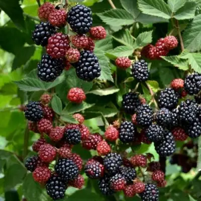 Ежевика РУБЕН ремонтантная  в Калинковичах