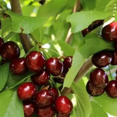 Черешня ИПУТЬ в Калинковичах