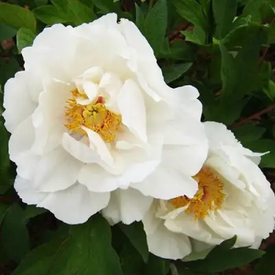 Пион БЕЛЫЙ НЕФРИТ древовидный в Калинковичах