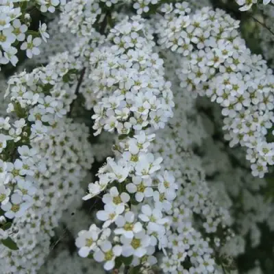 Спирея АРГУТА в Калинковичах