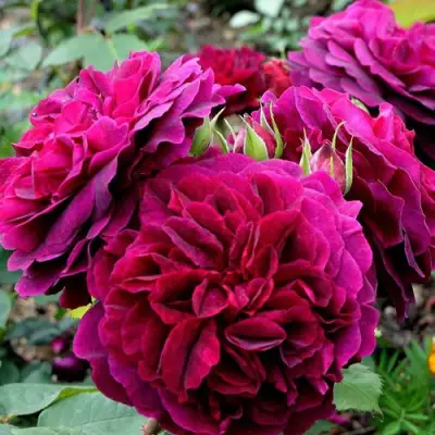 Роза МАНСТЕД ВУД английская в Калинковичах