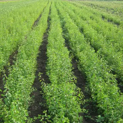 Подвой сливы ДИКАЯ АЛЫЧА в Калинковичах