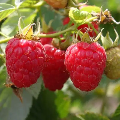 Саженцы малины Моллинг джуно