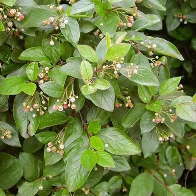 Кизильник блестящий в Калинковичах