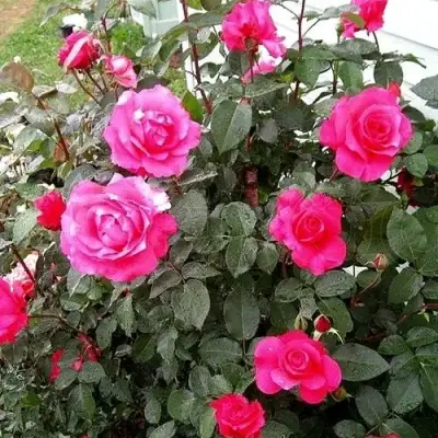 Роза МАЛИНОВЫЙ ЗВОН чайно-гибридная в Калинковичах