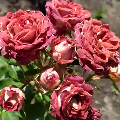 Роза ТИРАМИСУ спрей в Калинковичах