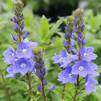 Вероника РОЯЛ БЛЮ большая в Калинковичах