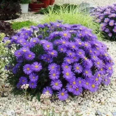 Астра ЛЕДИ ИН БЛЮ в Калинковичах