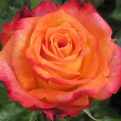 Роза ВАУ чайно-гибридная в Калинковичах