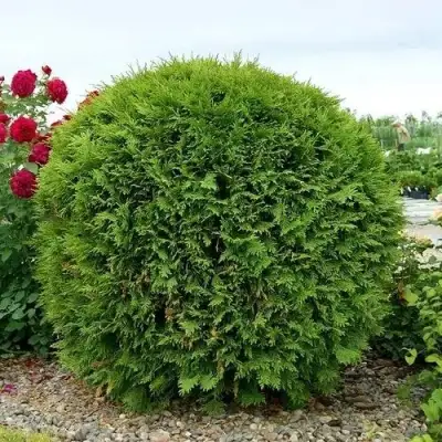 Туя ВУДВАРДИ западная в Калинковичах