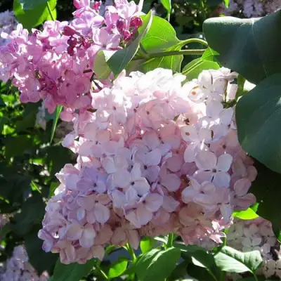 Сирень ГОРТЕНЗИЯ в Калинковичах