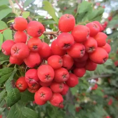 Рябина НЕВЕЖИНСКАЯ сладкоплодная в Калинковичах