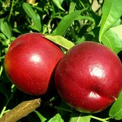 Нектарин НЕКТАРЕД-4 в Калинковичах