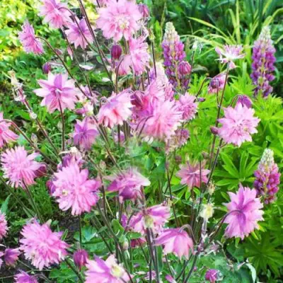 Аквилегия БАРЛОУ ПИНК гибрид МакКаны в Калинковичах