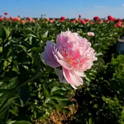 Пион ИМПЕРАТОРСКАЯ НАЛОЖНИЦА древовидный в Калинковичах