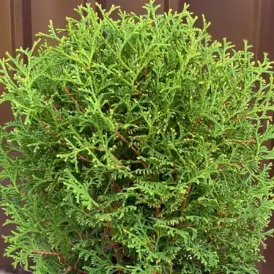 Туя ХОЗЕРИ западная в Калинковичах