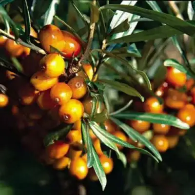 Облепиха ДАР КАЗАКОВУ в Калинковичах