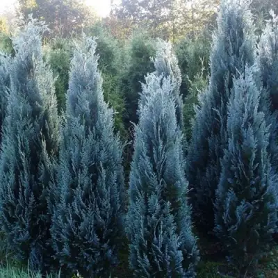 Кипарисовик ДАРТС БЛЮ РИББОН лавсона в Калинковичах