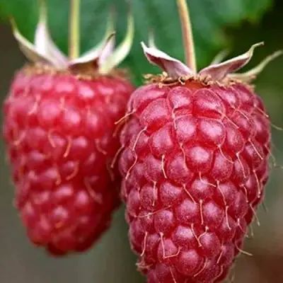 Малина РУБИНОВОЕ ОЖЕРЕЛЬЕ в Калинковичах