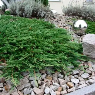 Можжевельник ПРИНЦ ОФ УЭЛЬС горизонтальный в Калинковичах