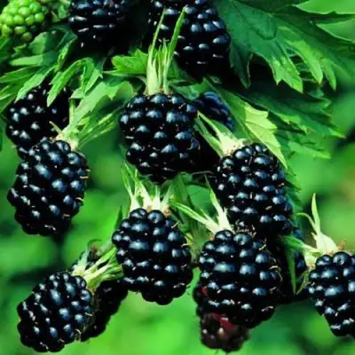 Ежевика КИТАНИНИ бесшипная  в Калинковичах